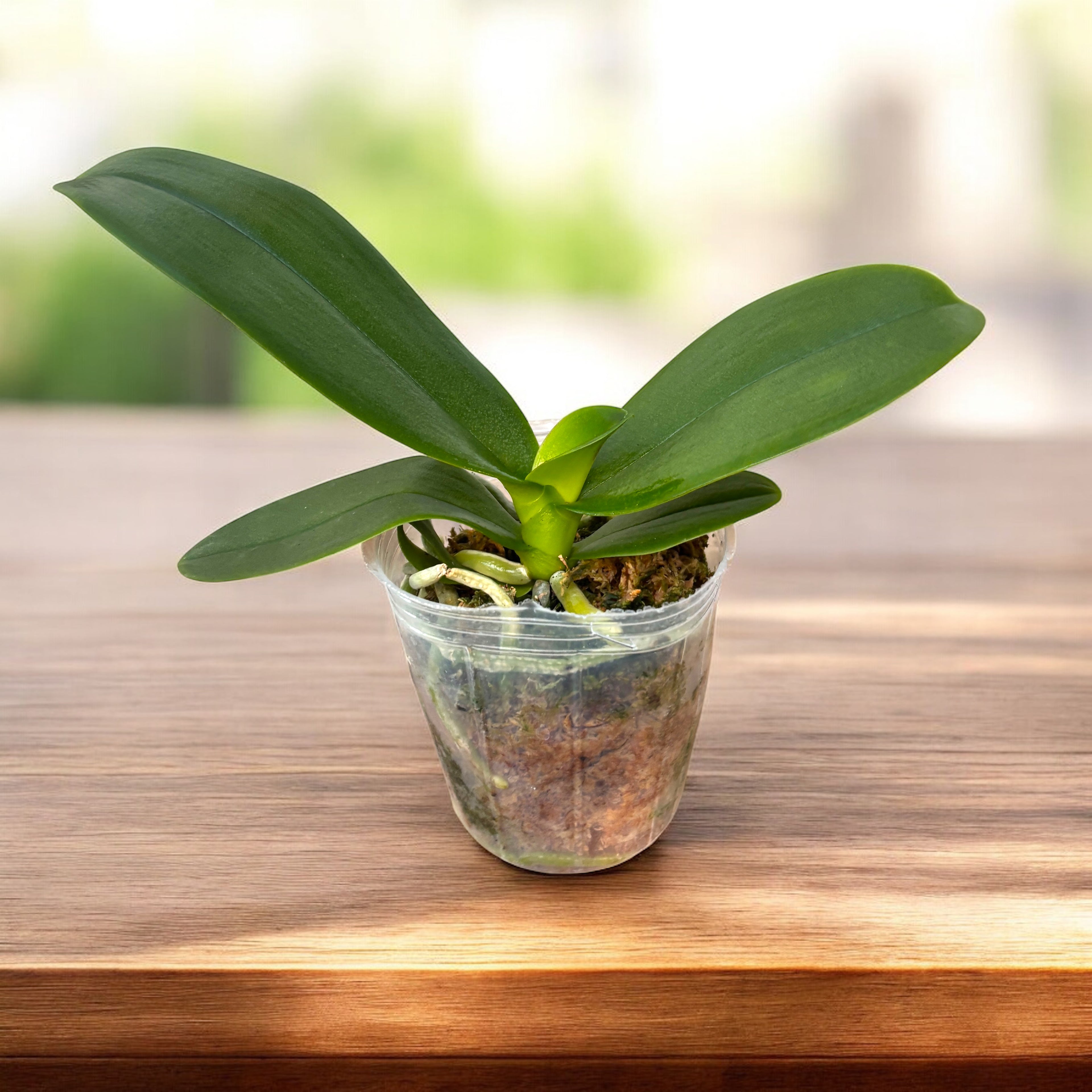 Phalaenopsis I-Hsin Pixie Reds '225' (peloric)