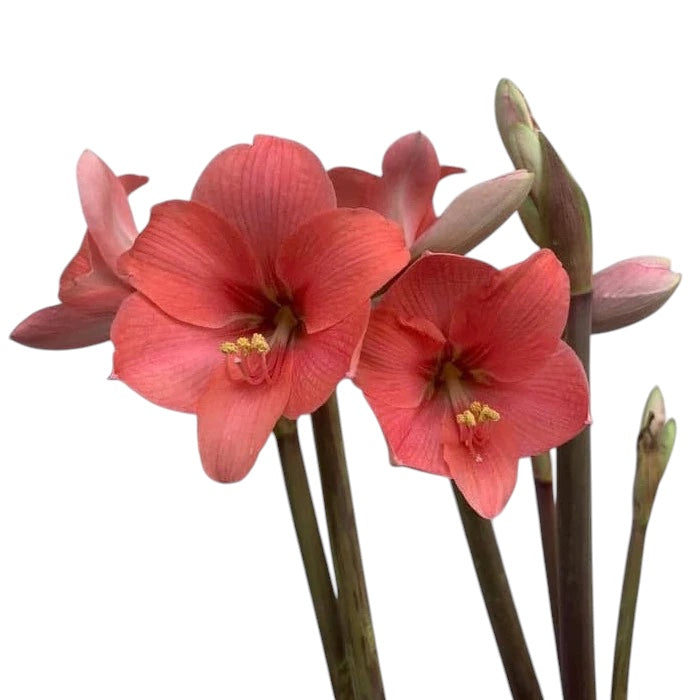 Amaryllis Pink Garden (multiflower)