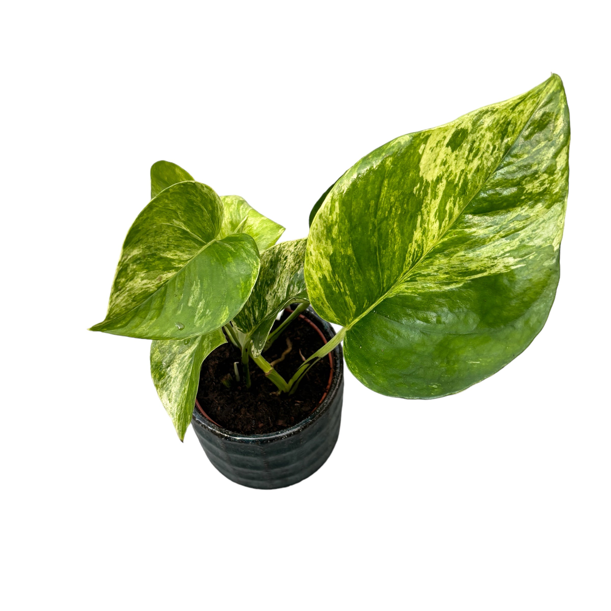 Epipremnum aureum 'Marble Queen' - 3-4 plante/ghiveci