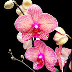 Phalaenopsis 'Anke'