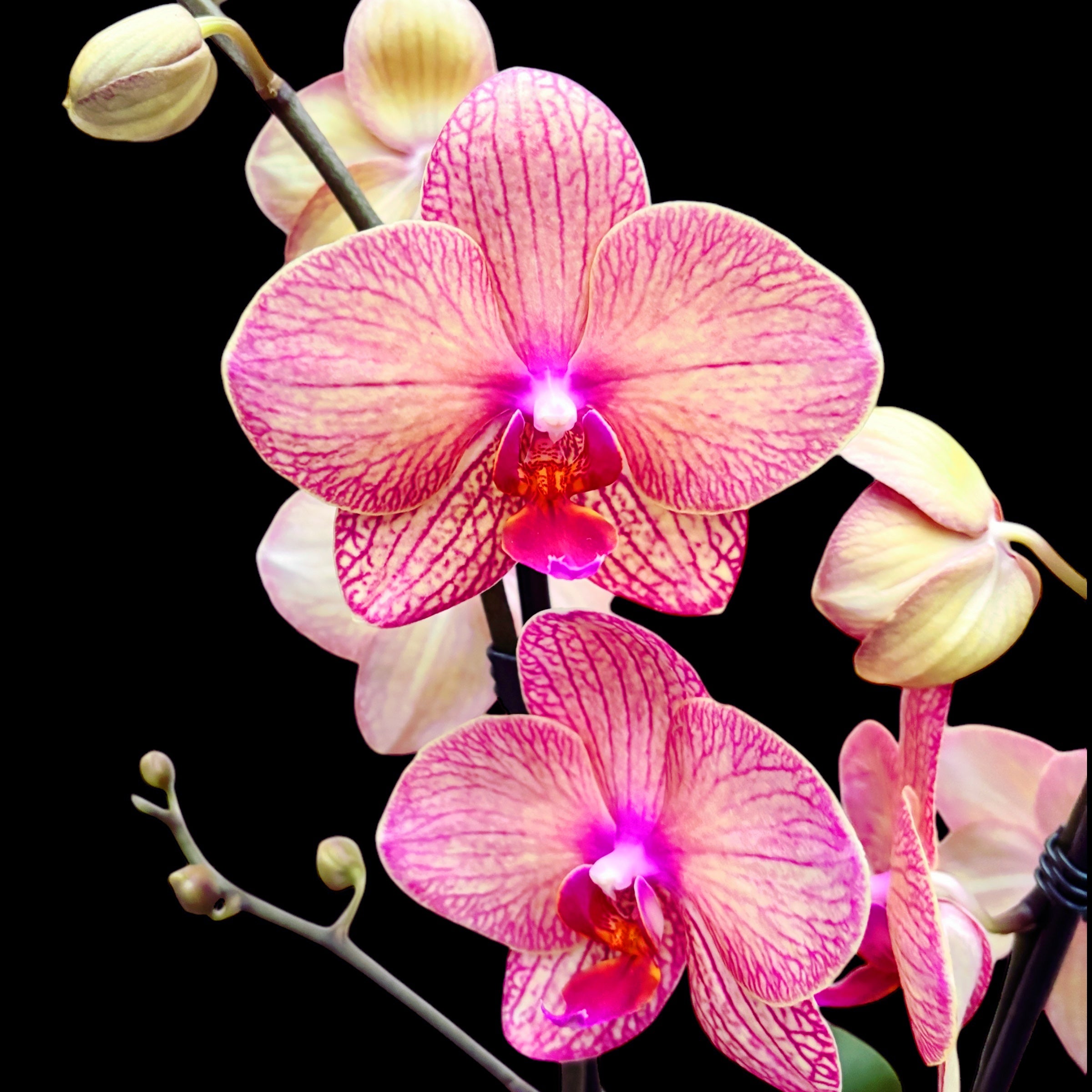 Phalaenopsis 'Anke'