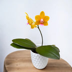 Phalaenopsis Charming Little Gold