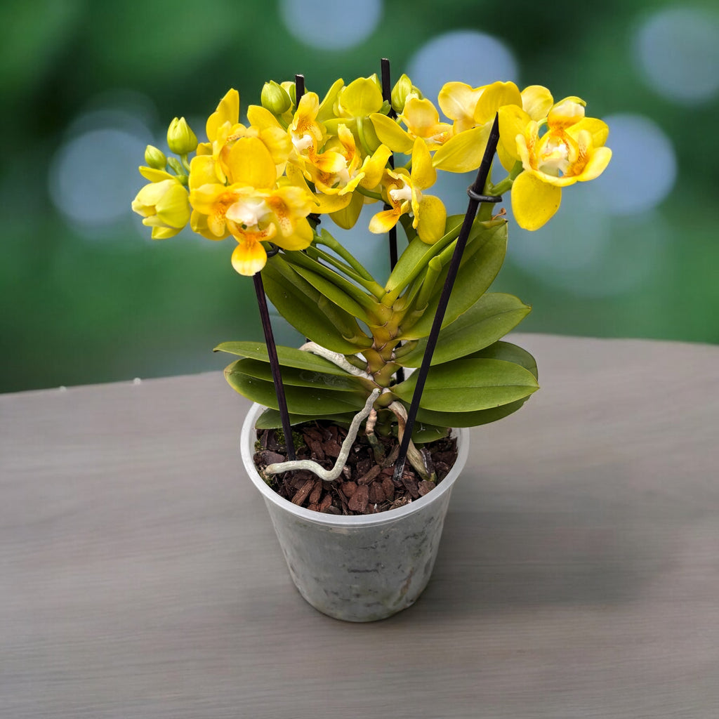 Phalaenopsis Norman's Yellow Batman - flori pelorice parfumate