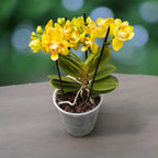 Phalaenopsis Norman's Yellow Batman - flori pelorice parfumate