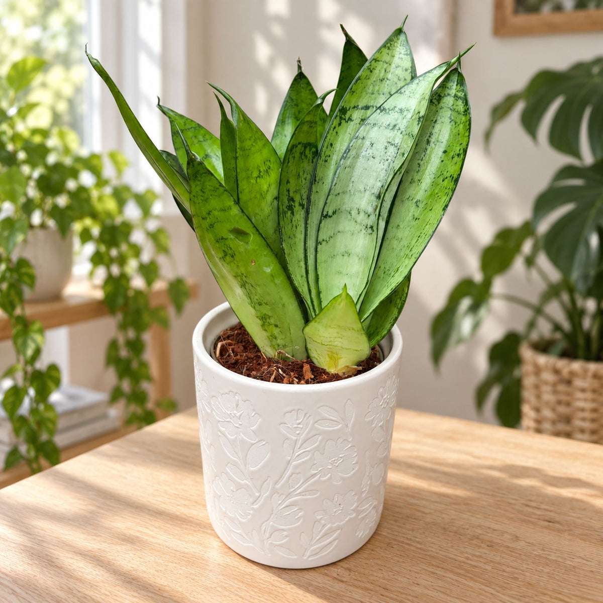 Sansevieria trifasciata 'Moonshine'