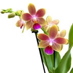 Phalaenopsis Morning Breeze flori intens parfumate