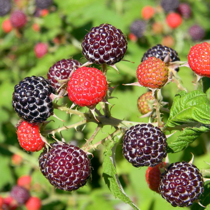 Zmeur visiniu aromat - Rubus idaeus 'Glen Coe'