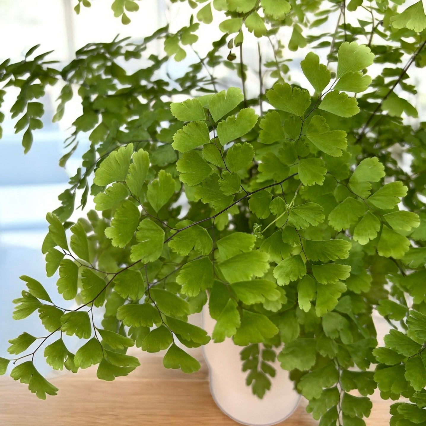 Adiantum raddianum ‘Fragrans’ – finom levelű, trópusi levelekkel rendelkező páfrány