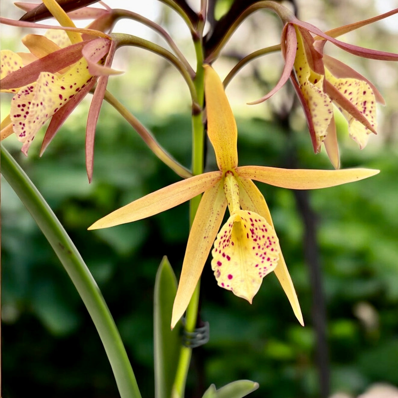 Brassocattleya Yellow Bird - fiori profumati