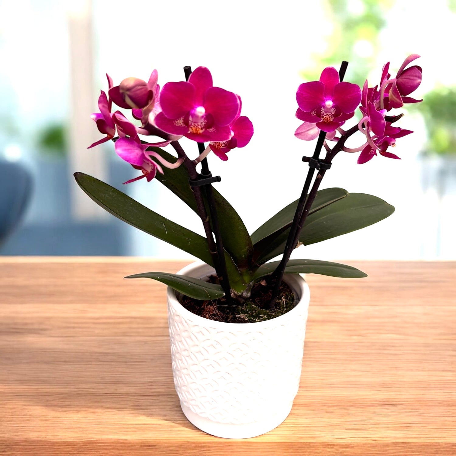 Phalaenopsis Lianher Happy Star - parfumat