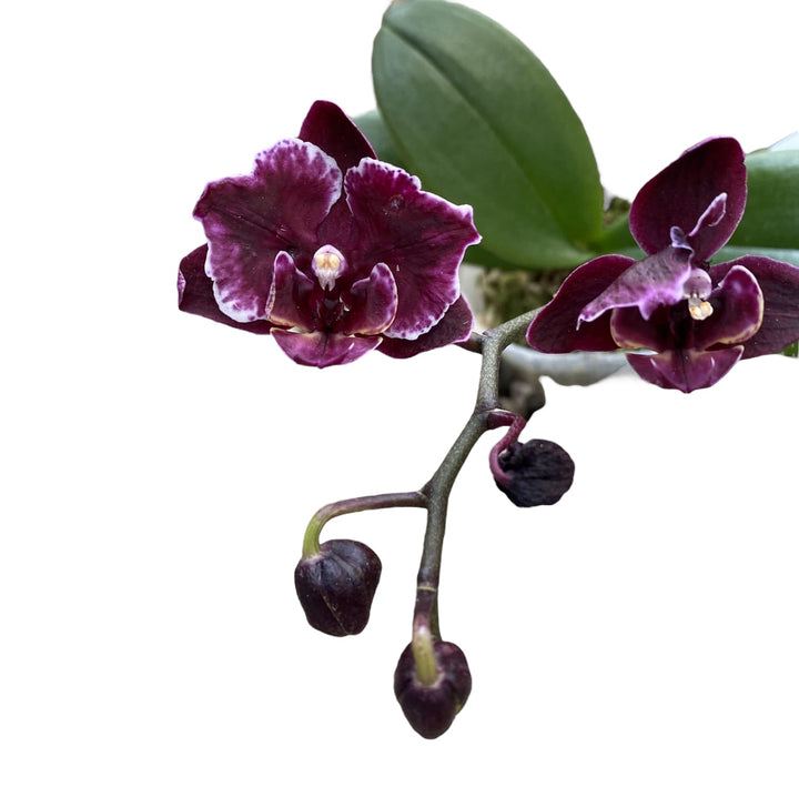 Phalaenopsis Miki Black Angel (peloric - butterfly)