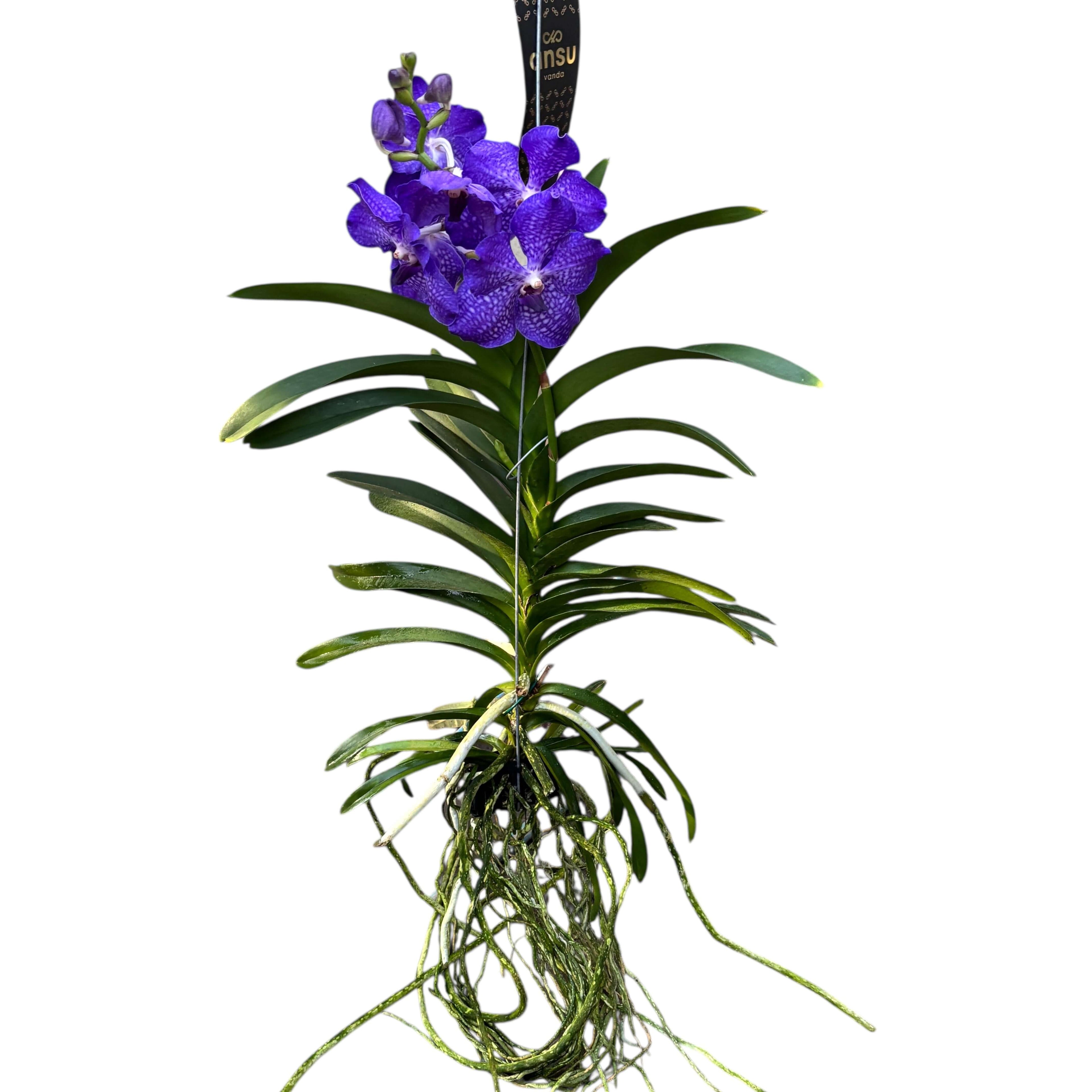Orhidee Vanda Dark Blue (Ansu) cu flori violet, inaltime 50 cm, diametru floare 12 cm, planta decorativa.