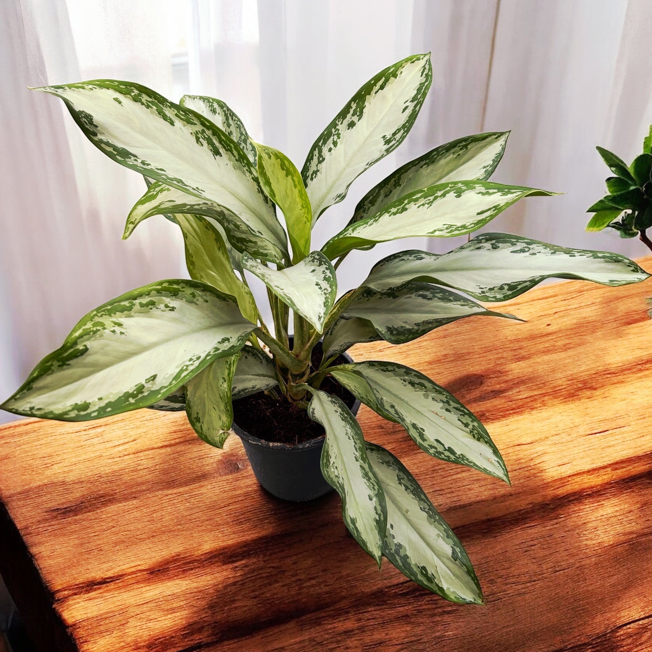 Aglaonema Silver Bay 2pp - exemplare XL