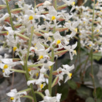 Ludisia discolor (jewel orchid) D9