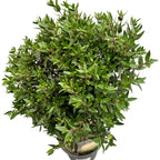 Mirt la ghiveci (Myrtus Communis) H50 cm