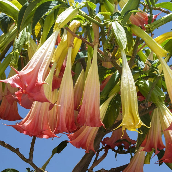 Trompete aus rosa Engeln – Brugmansia arborea (H80 cm) duftende Blüten, XL-Exemplare