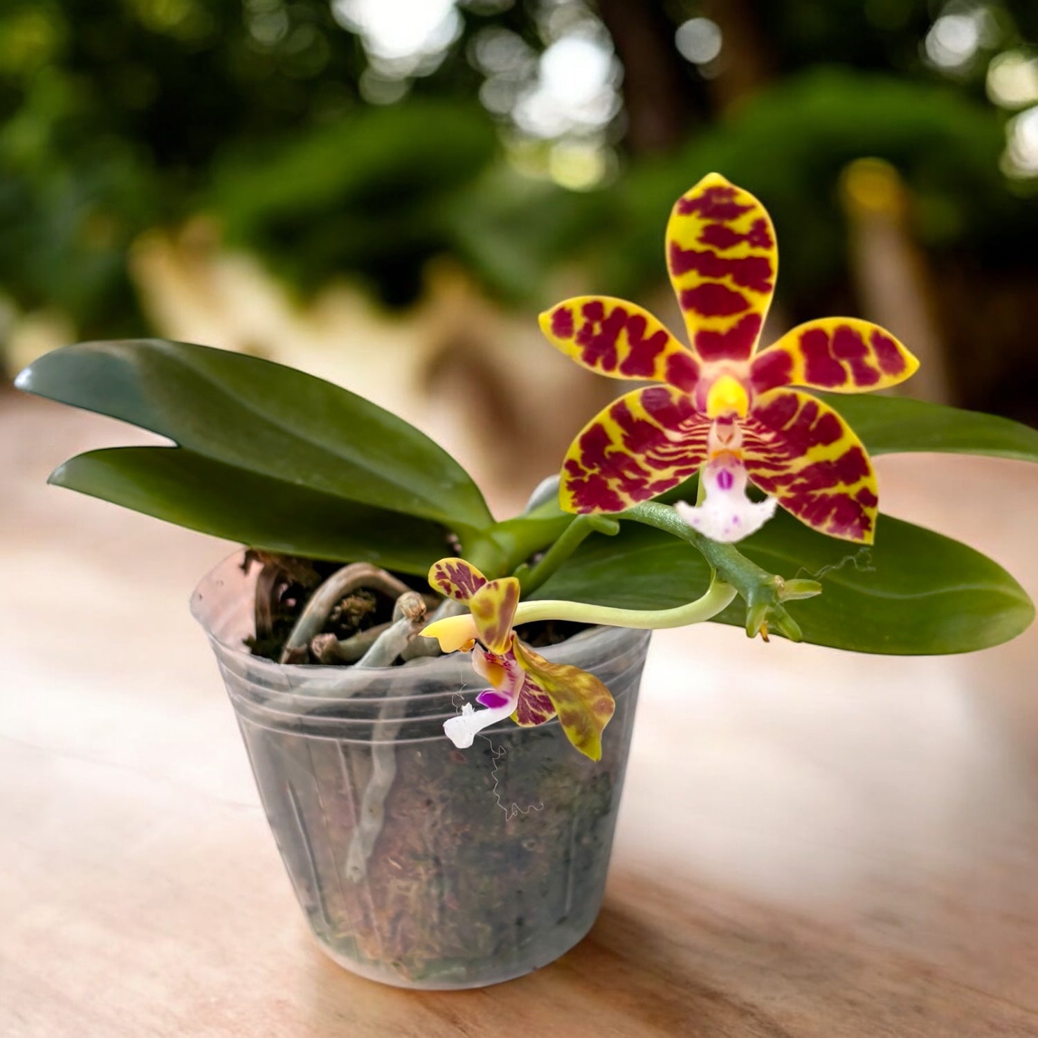 Phalaenopsis Mambo (amboinensis × mannii)