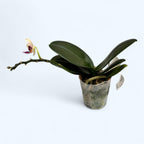 Phalaenopsis Chang Chih Gold × Lioulin Little Berry (variation 02)