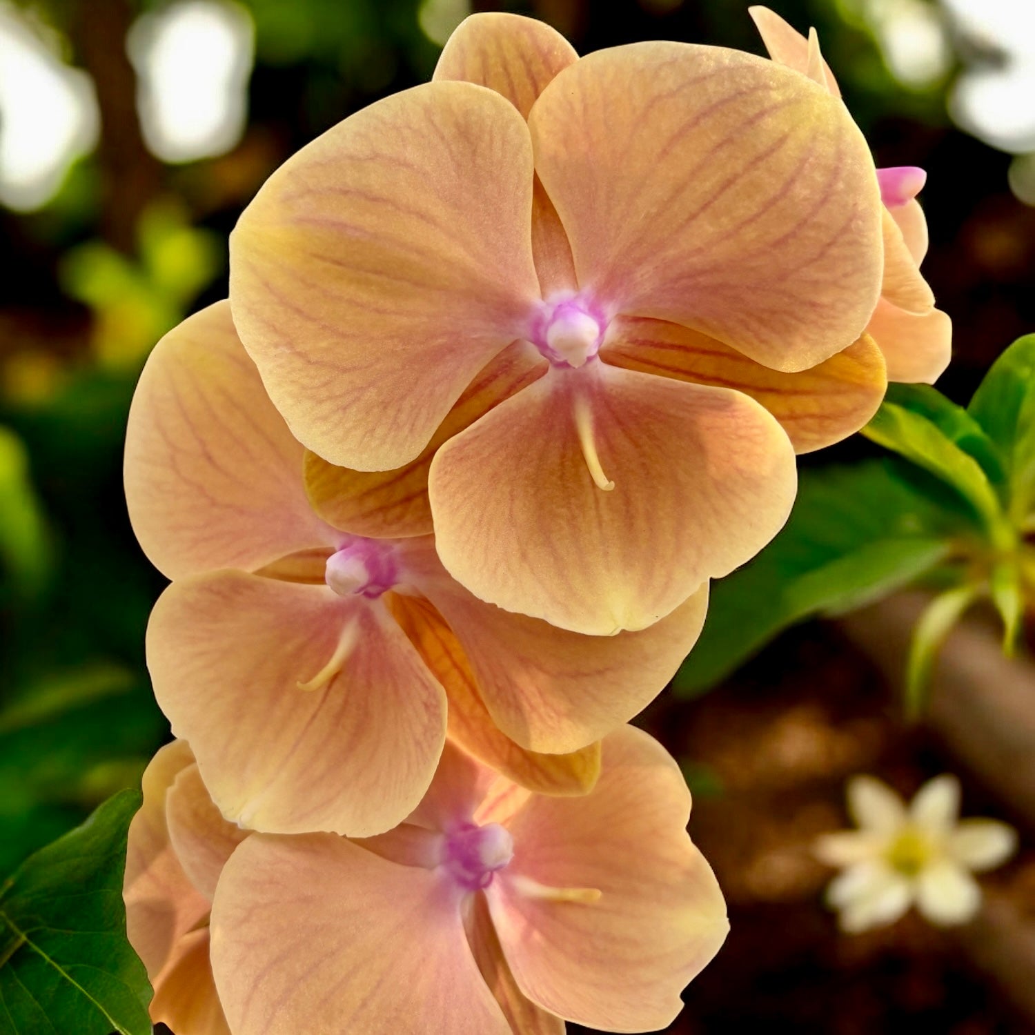 Phalaenopsis Charming Sunset grande labbro