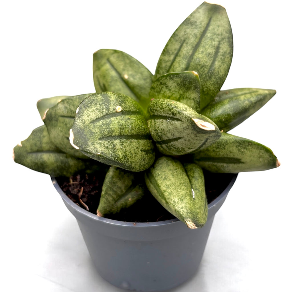 Sansevieria « Couronne de la Pyramide »