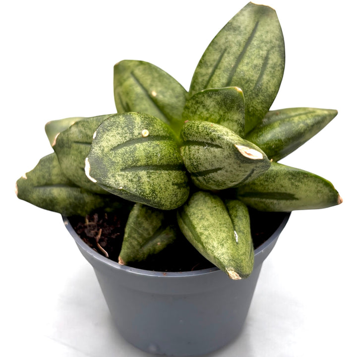 Sansevieria ‘Pyramid Crown’