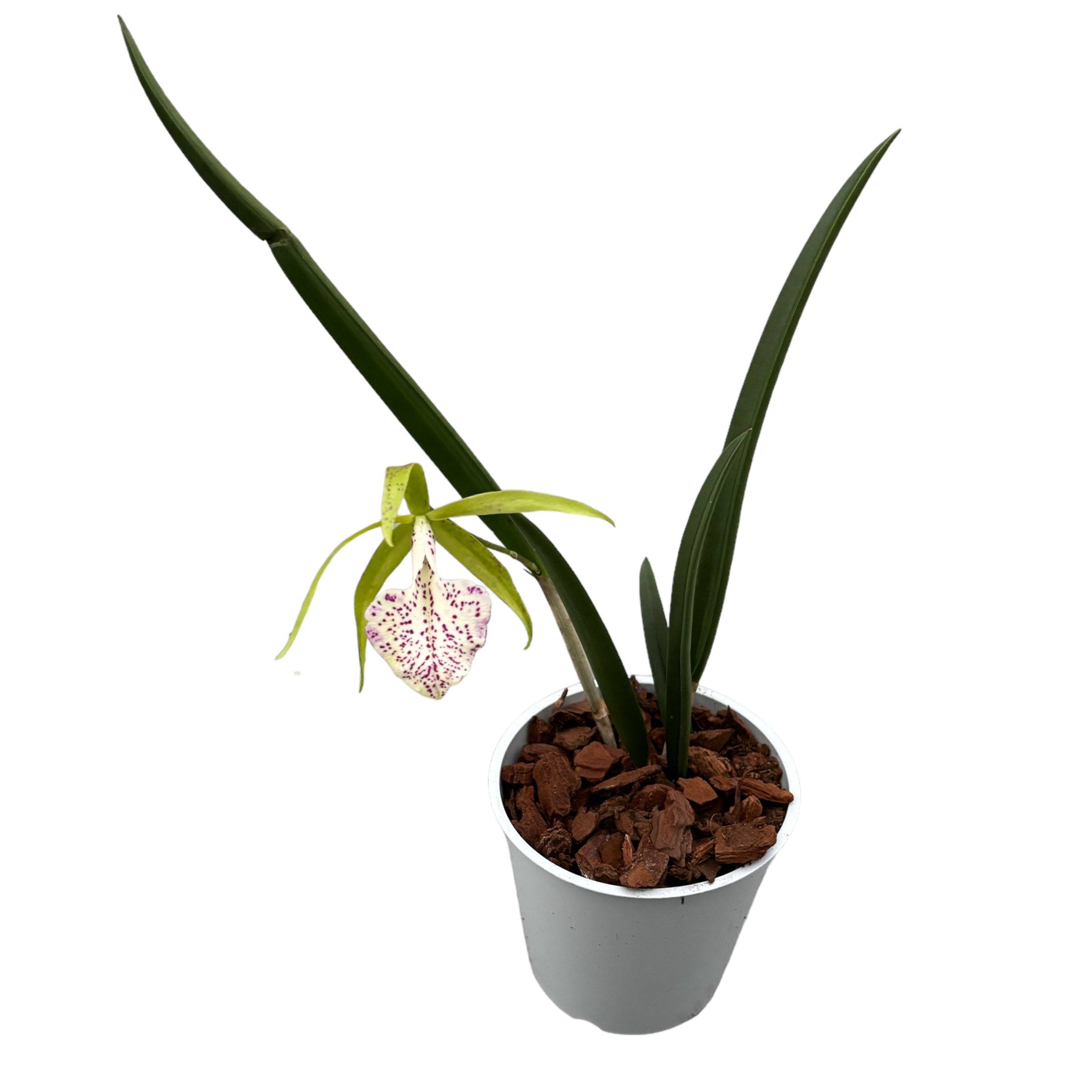 Brassocattleya Nakornpathome Silver (fiori intensamente profumati)