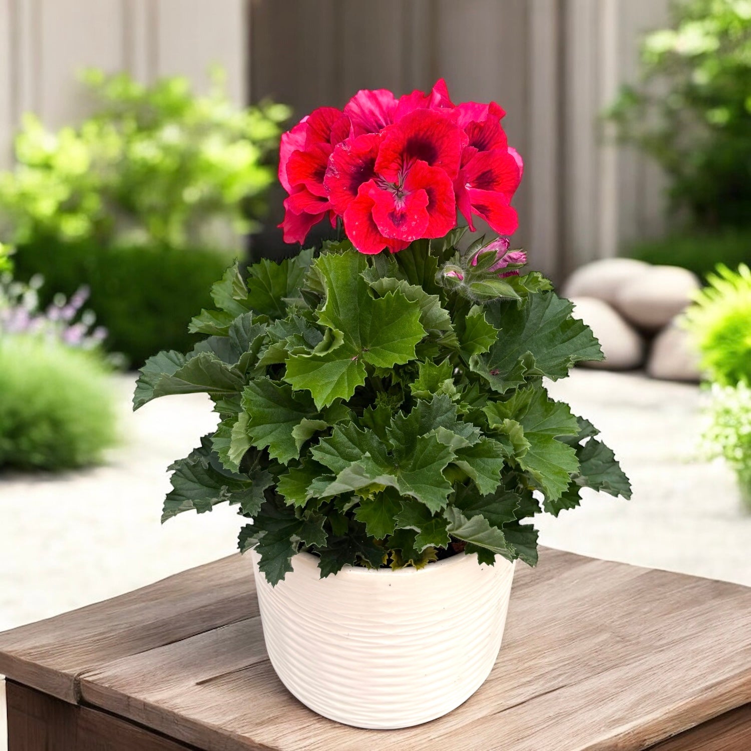 Pelargonium grandiflorum ‘Don Vito’ (angol muskátli)