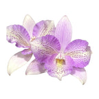 Caulocattleya Chantilly Lace 'Twinkle' voňavá