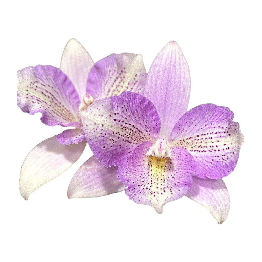 Caulocattleya Chantilly Lace 'Twinkle' voňavá