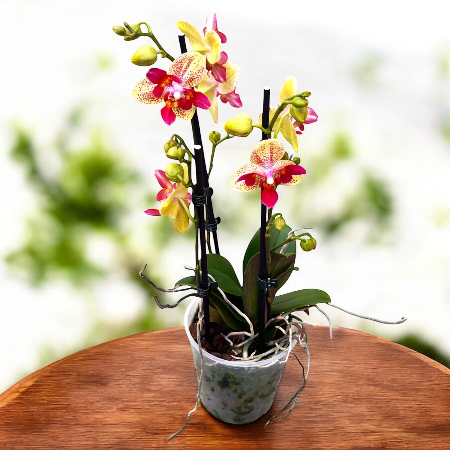 Phalaenopsis Chi-Yueh Kaleidoscope (Peloric)