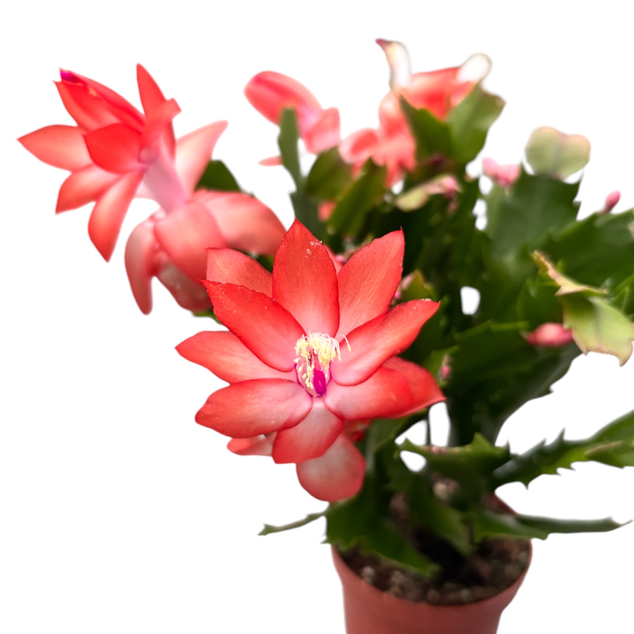 Schlumbergera ‘Orange Flame’ (Craciunita portocalie) 2pp