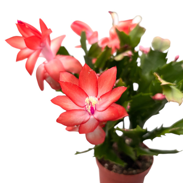 Schlumbergera 'Orange Flame' (Orange Christmas) 2pp