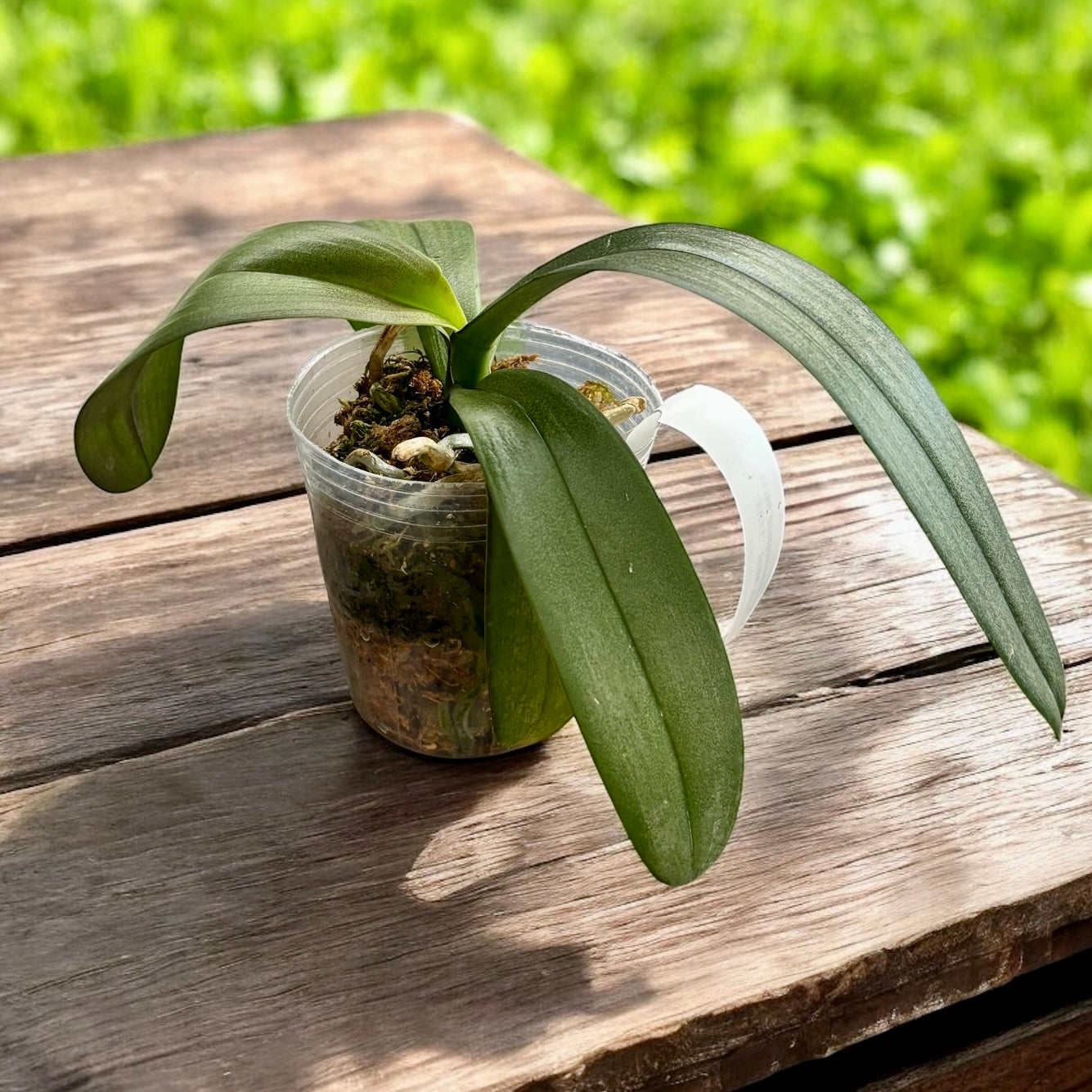 Phalaenopsis Miki Pink Mist '3131' - fiori XL