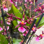 Oncidium Katrin Zoch "Mieke" - fiori dal dolce profumo di vaniglia