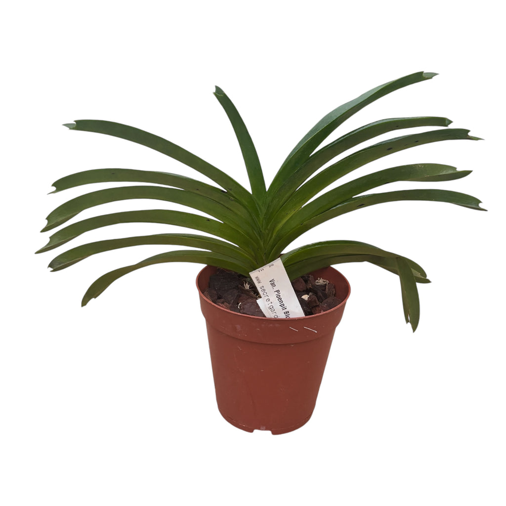 Van. Ploenpit Blue geparfumeerd