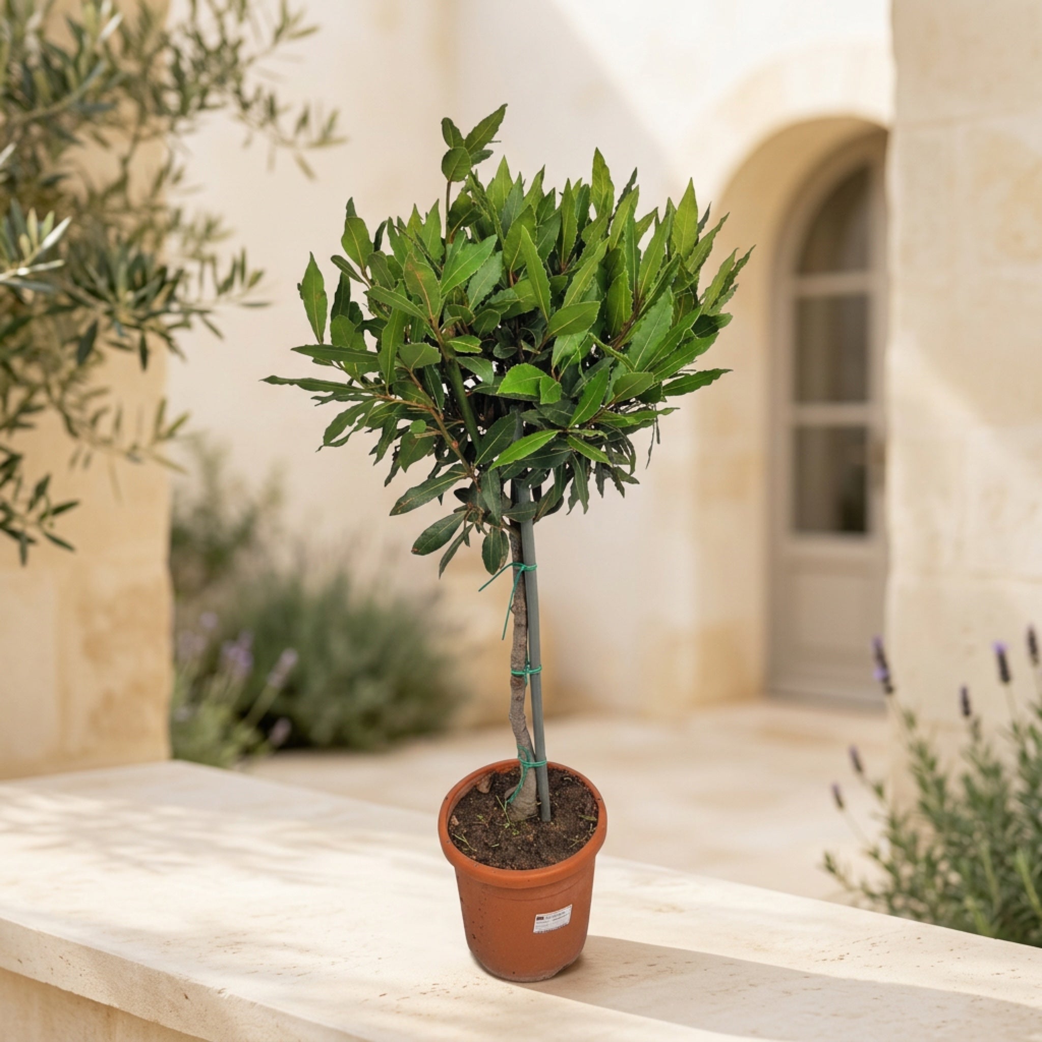 XL Bay Laurel – Laurus nobilis, aromatic Mediterranean tree