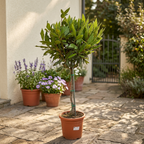 XL Bay Laurel – Laurus nobilis, aromatic Mediterranean tree