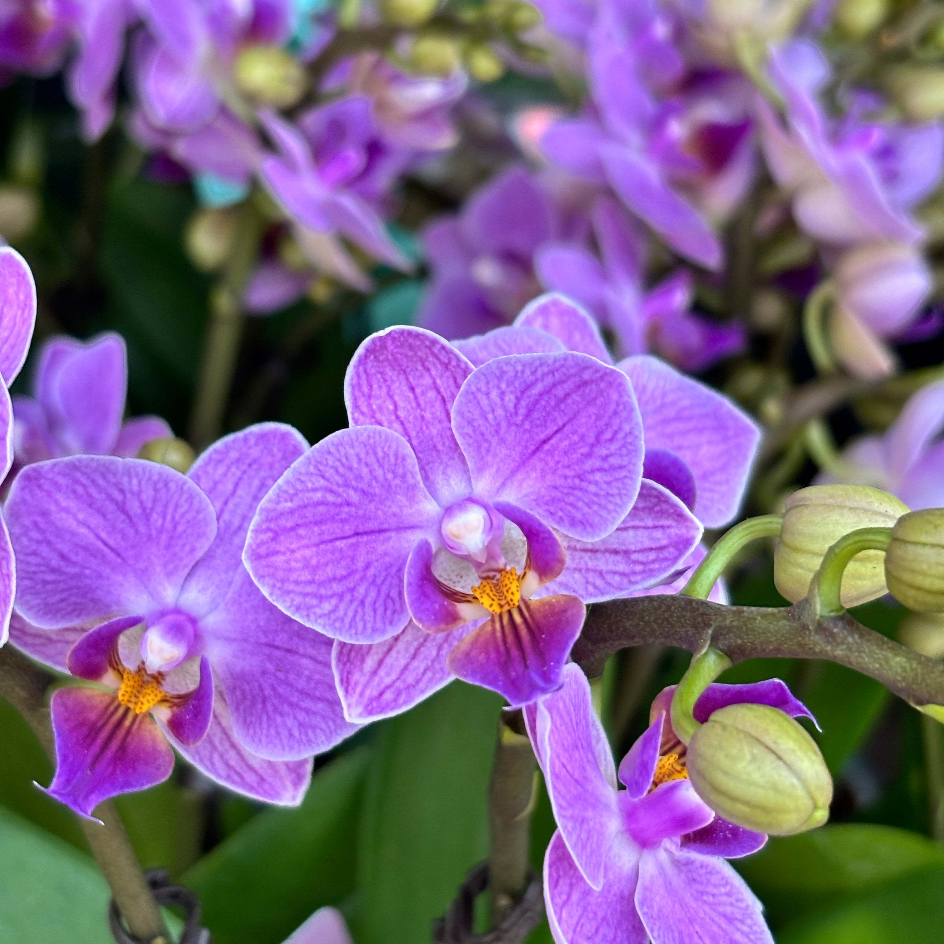 Phalaenopsis Sogo Vivien Blue