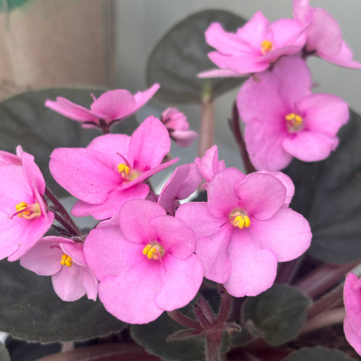 Saintpaulia Vienna - pink violets