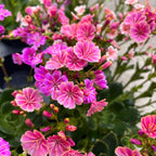 Lewisia 'Mountain Dreams' mix - rezistenta si deosebit de frumoasa