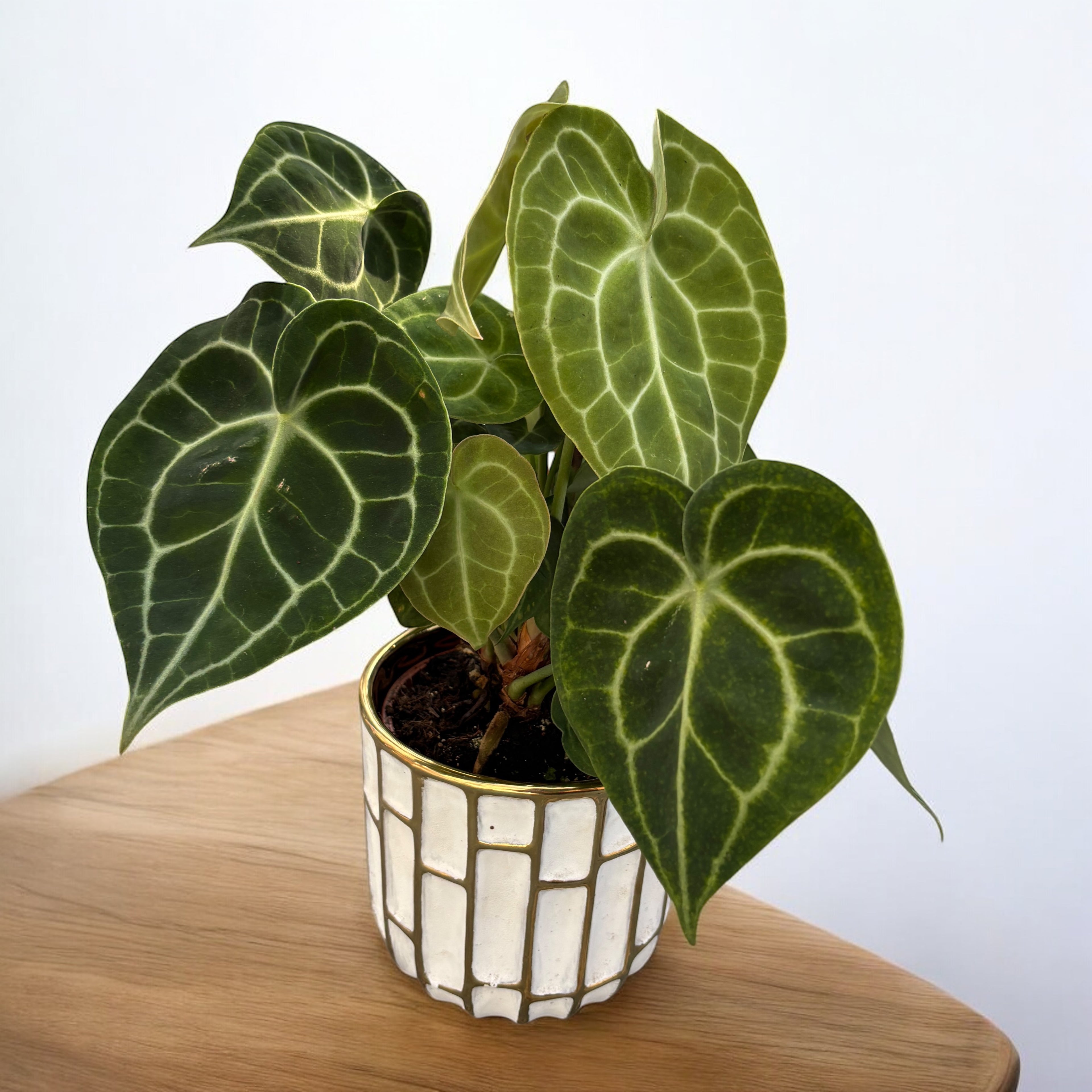 Anthurium clarinervium - exemplare XL