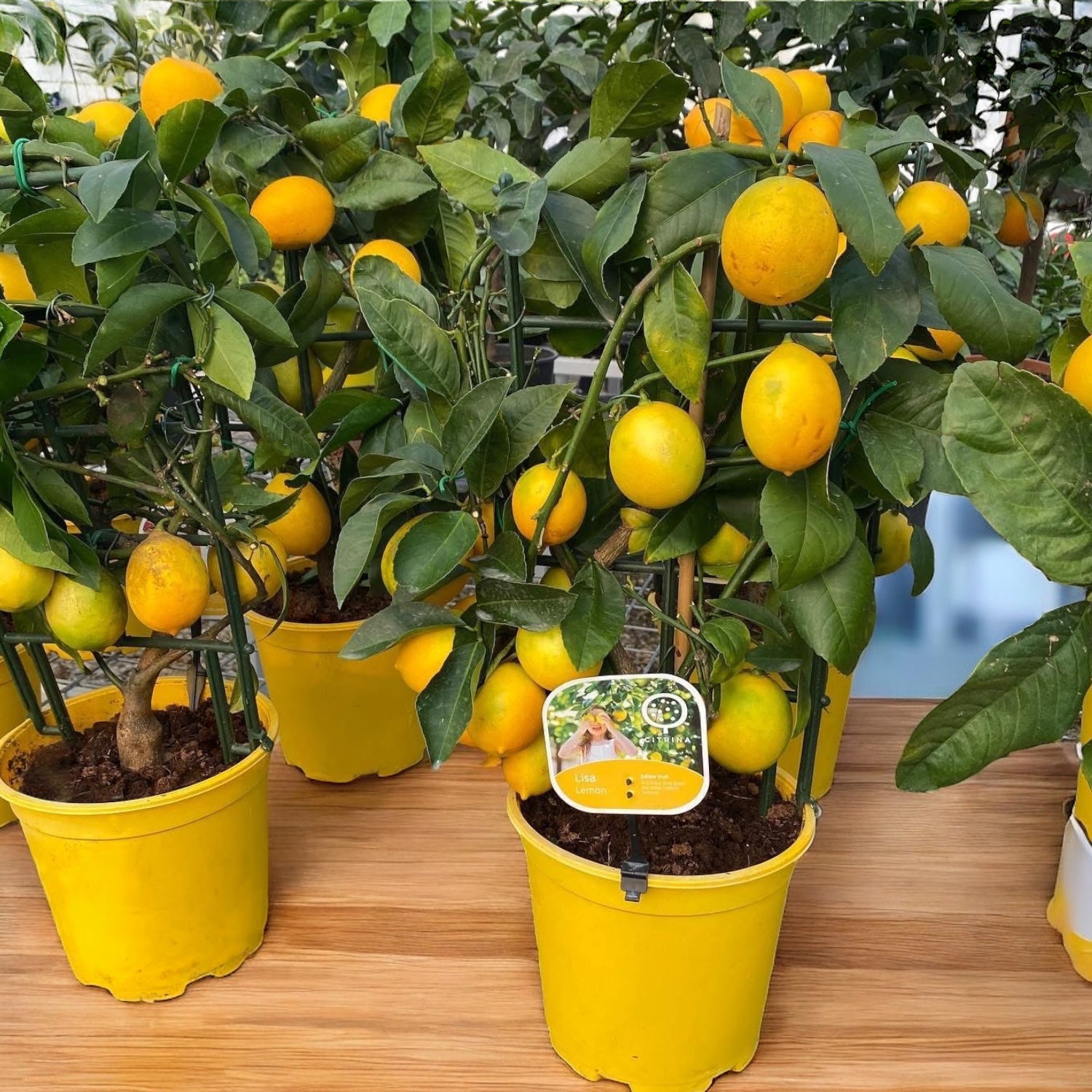 Lamai la ghiveci, Meyer Lemon Lisa (Citrina) - pe spalier
