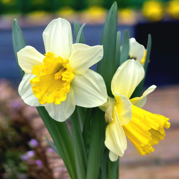 Spektakuläre großblütige Narzissen - Narcissus 'Attraction' (3-4 Zwiebeln/Topf)