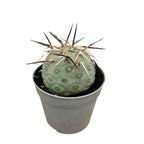 Tephrocactus geometricus
