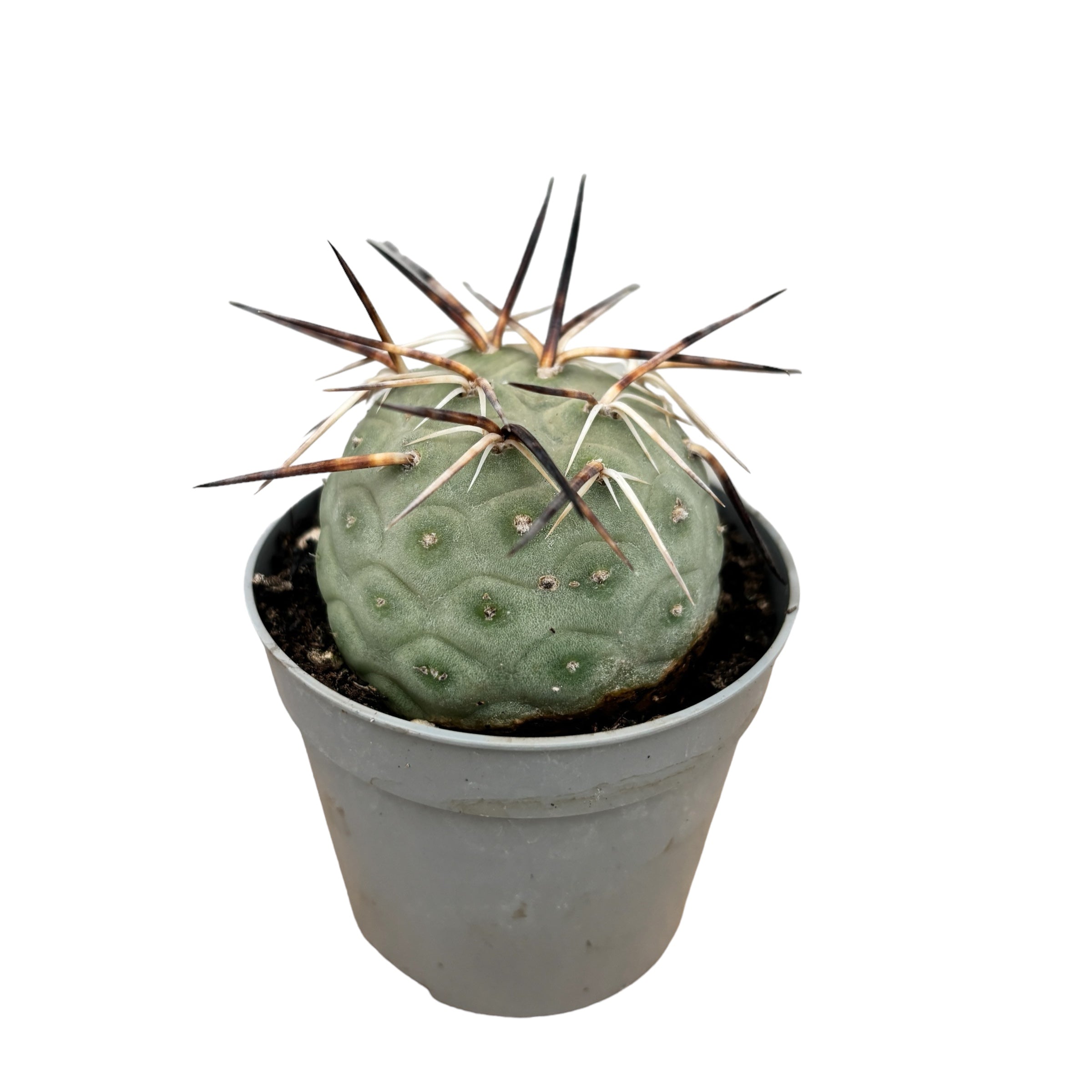 Tephrocactus geometricus