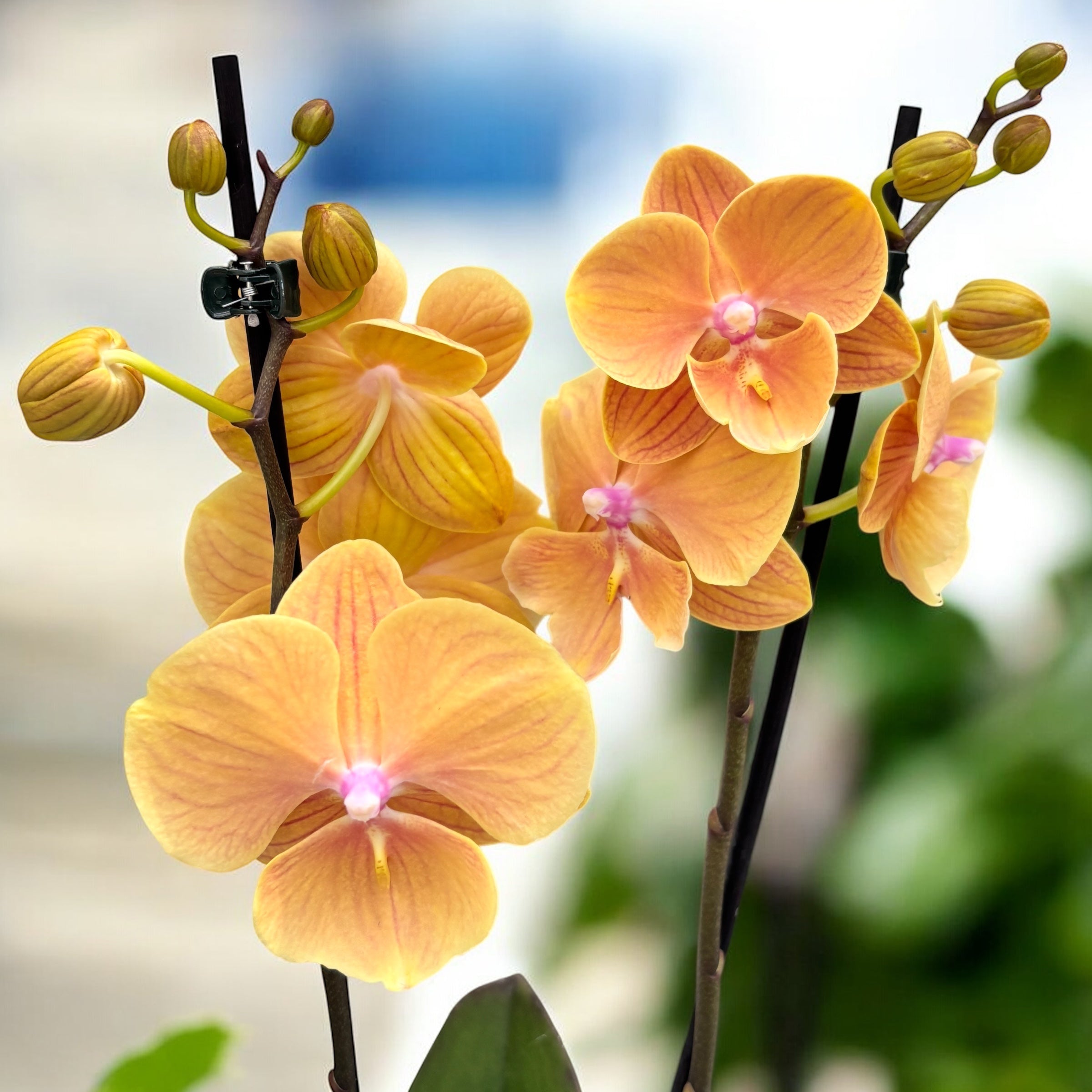 Phalaenopsis Charming Sunset grande labbro