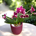 Phalaenopsis I-Hsin Black Soot 'Splash'