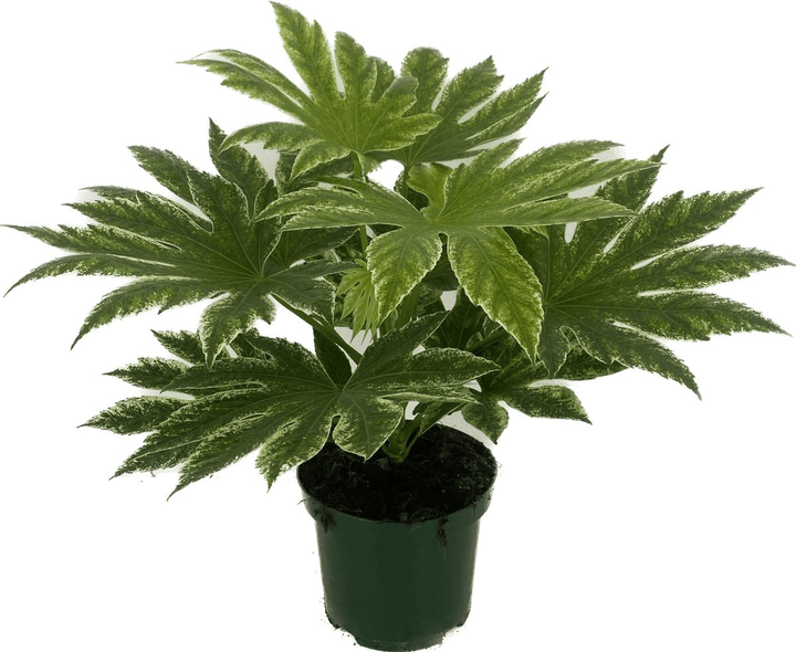 Fatsia japonica 'Spiders Web'