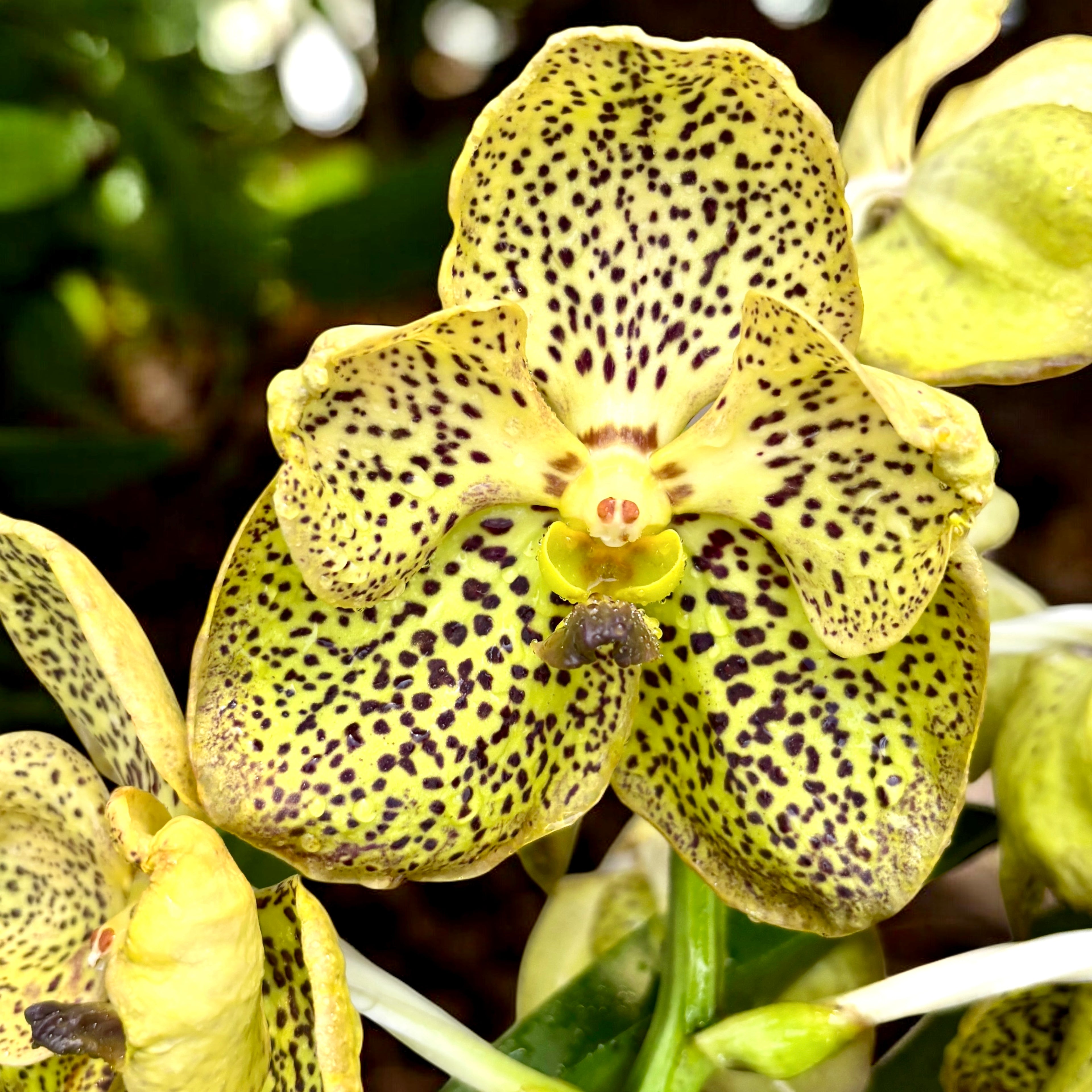 Vanda Sahara Spots (ANSU) - flori semipelorice