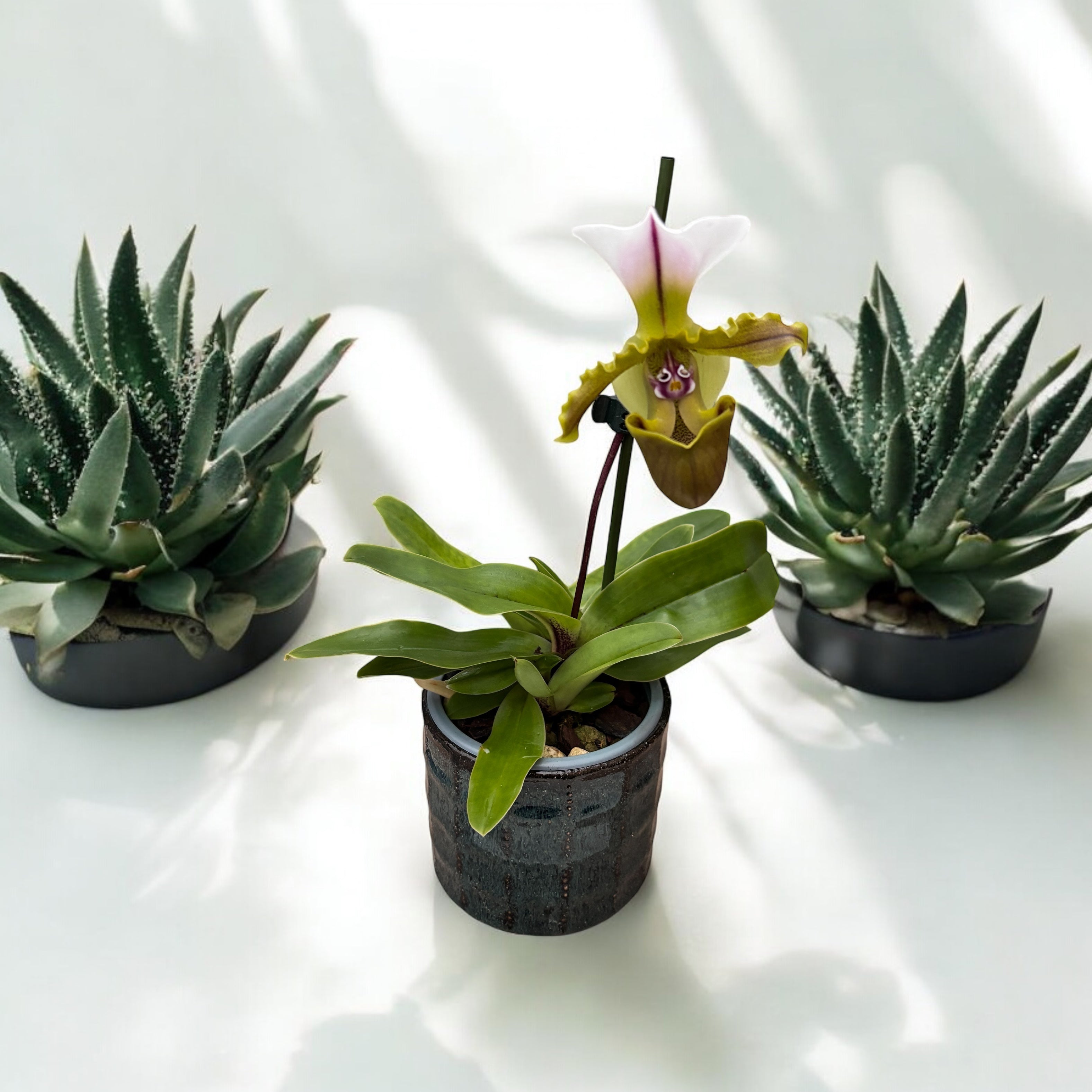 Paphiopedilum Spicerianum Milano